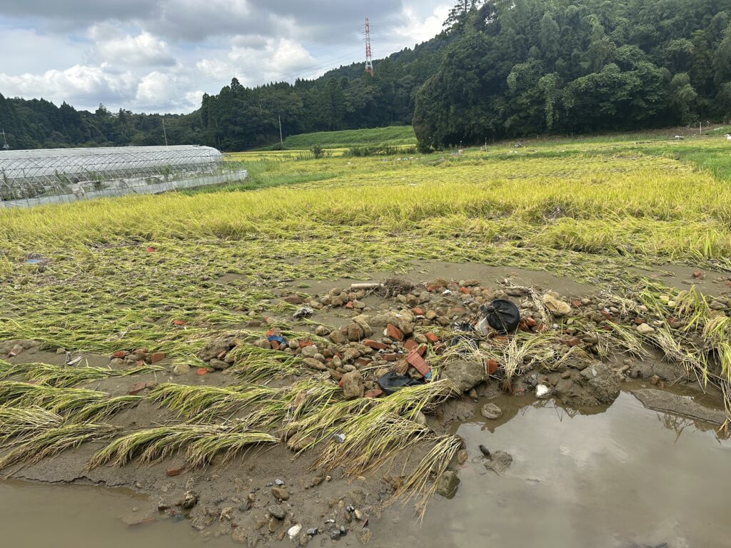 千葉豪雨によって倒れた大網白里市の稲